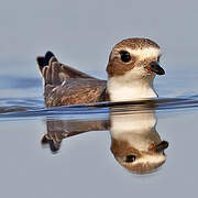 Semipalmated Plover