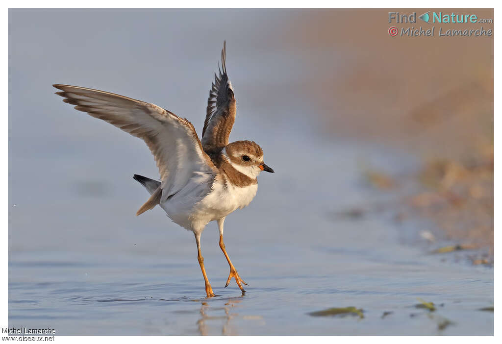 Semipalmated Ploveradult post breeding, Flight