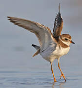 Semipalmated Plover