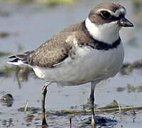 Semipalmated Plover