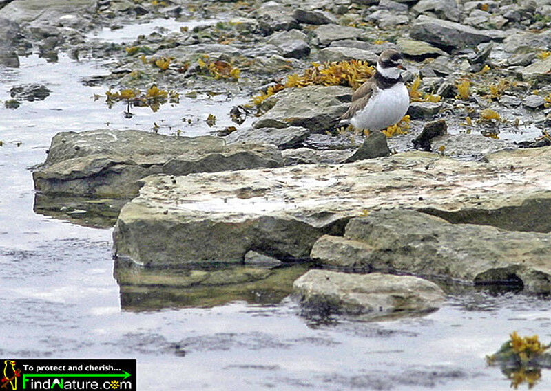 Semipalmated Plover