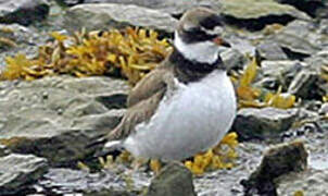 Semipalmated Plover