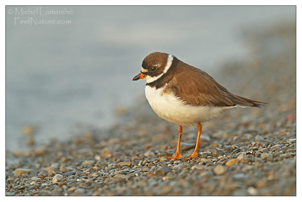 Semipalmated Plover