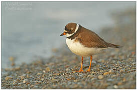 Semipalmated Plover