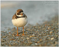 Semipalmated Plover