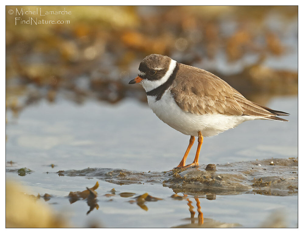 Semipalmated Plover