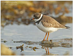 Semipalmated Plover