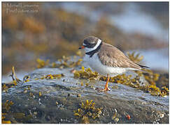 Semipalmated Plover