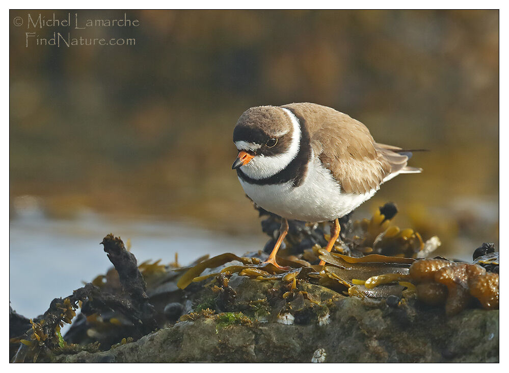 Semipalmated Plover