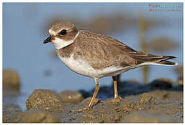 Semipalmated Plover