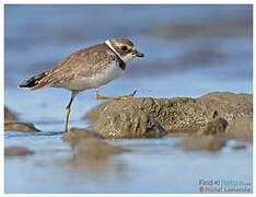 Semipalmated Plover