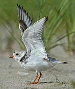 Piping Plover