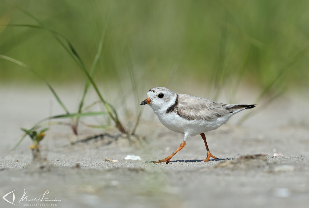 Piping Plover