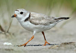 Piping Plover