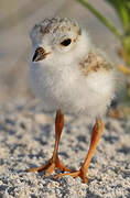 Piping Plover