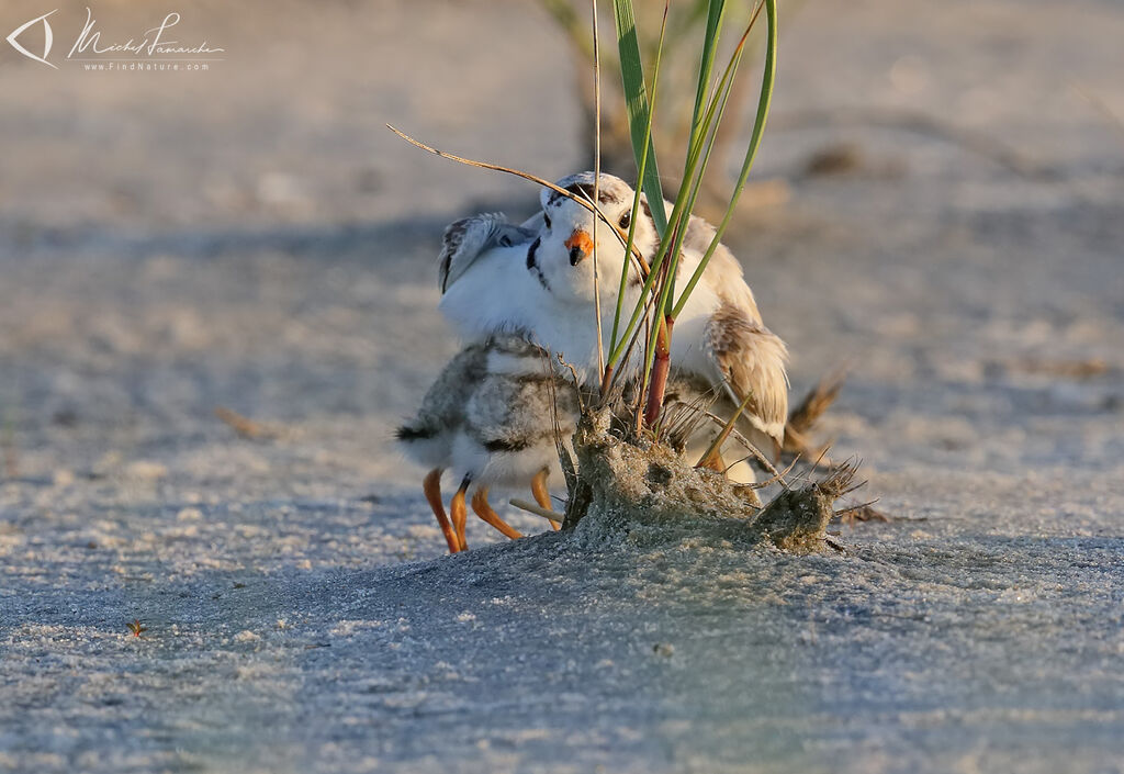 Piping Plover