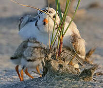 Piping Plover