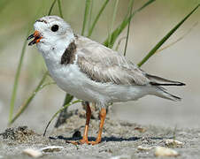 Piping Plover