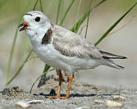 Piping Plover Charadrius Melodus Piping Plover Charadrius Melodus