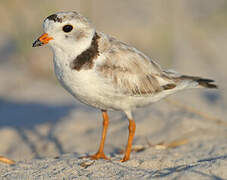 Piping Plover