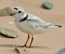 Piping Plover