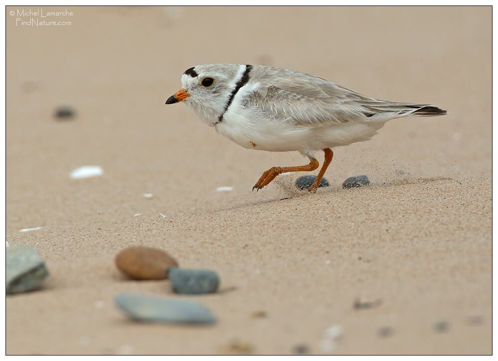 Piping Plover