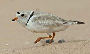 Piping Plover