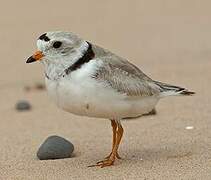 Piping Plover