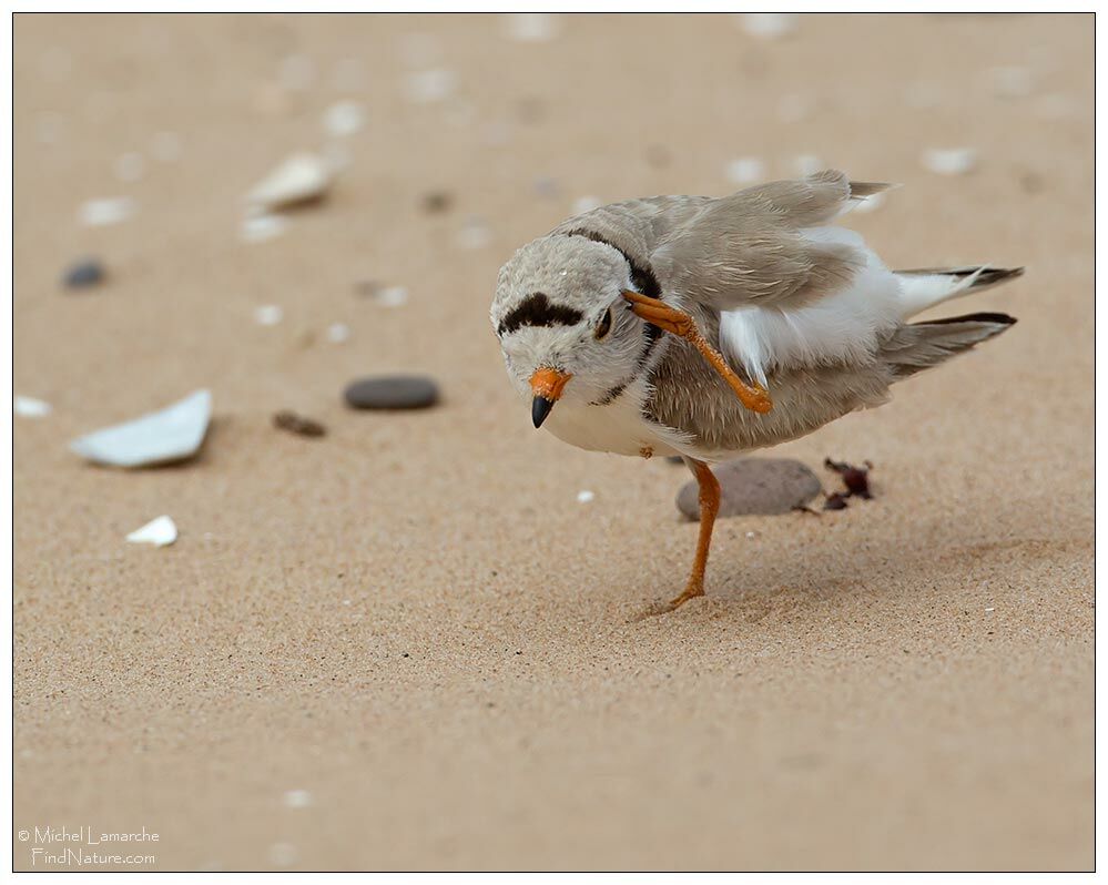 Piping Ploveradult