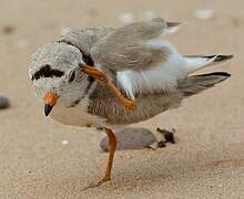 Piping Plover