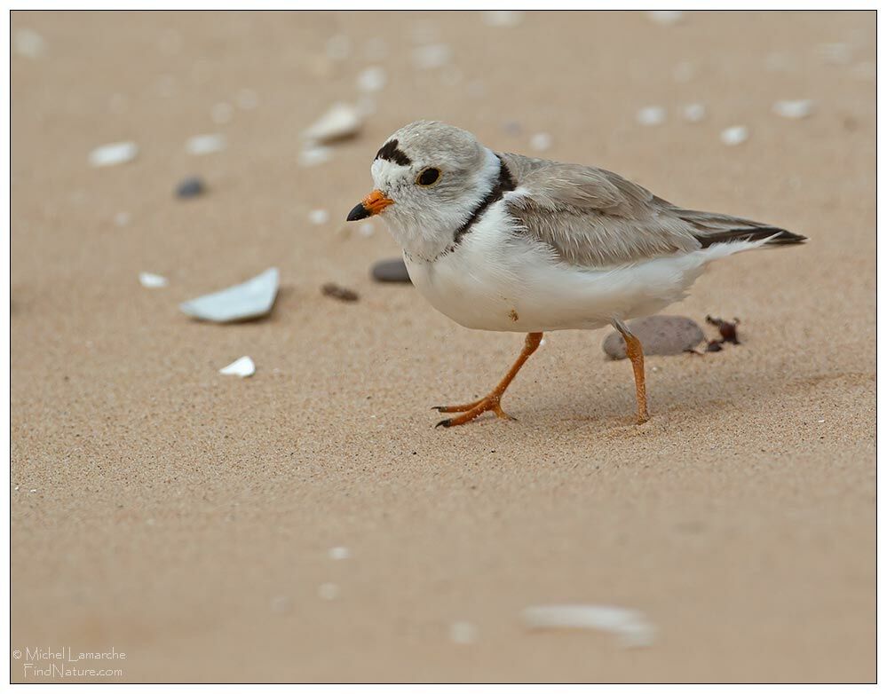 Piping Plover