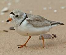 Piping Plover