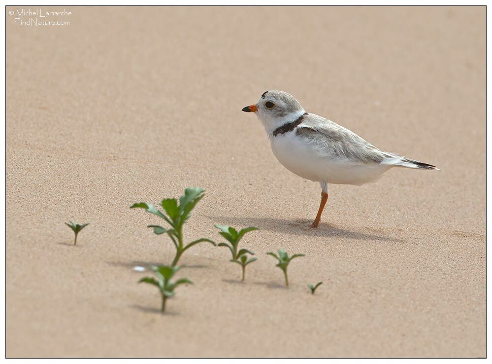 Piping Plover