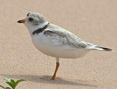 Piping Plover