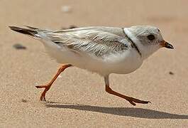 Piping Plover