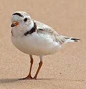 Piping Plover