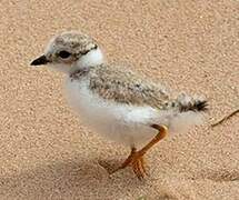 Piping Plover