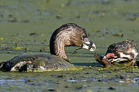 Pied-billed Grebe