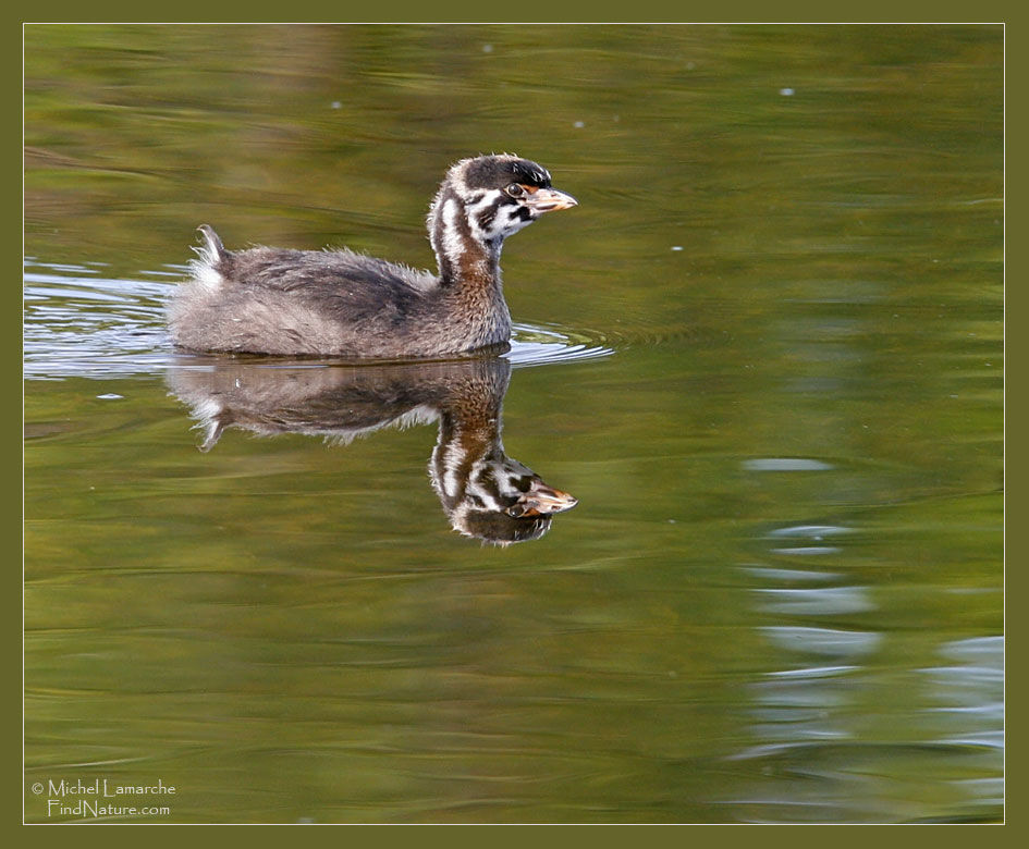 Pied-billed Grebejuvenile, identification