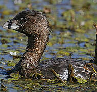 Pied-billed Grebe