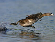 Pied-billed Grebe