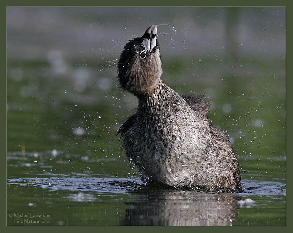 Pied-billed Grebeadult, identification