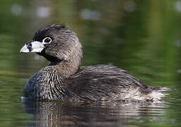 Pied-billed Grebe