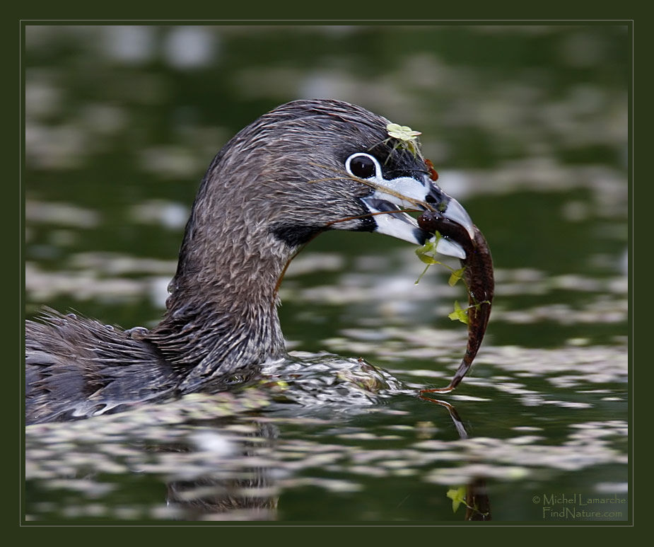 Pied-billed Grebeadult