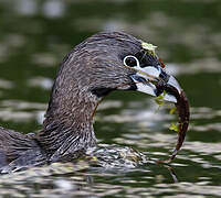 Pied-billed Grebe