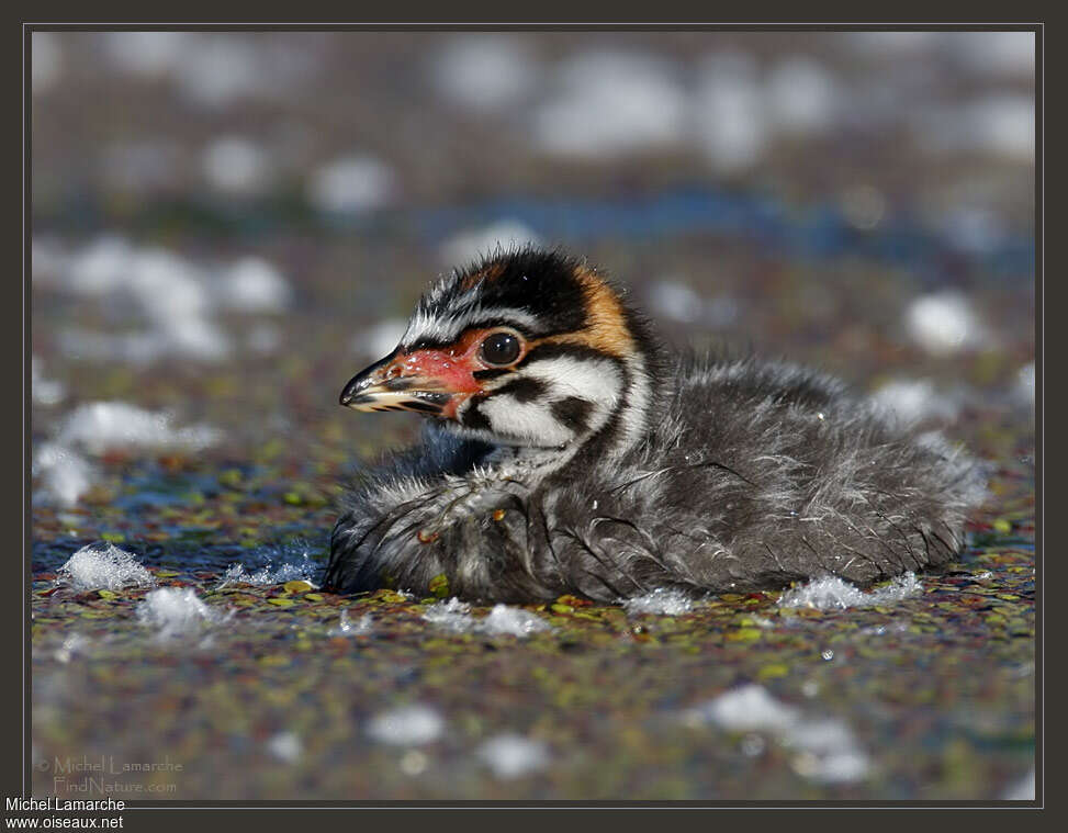 Grèbe à bec bigarréPoussin, identification