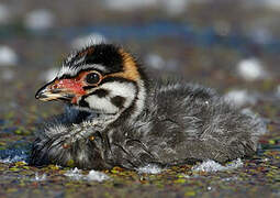 Pied-billed Grebe