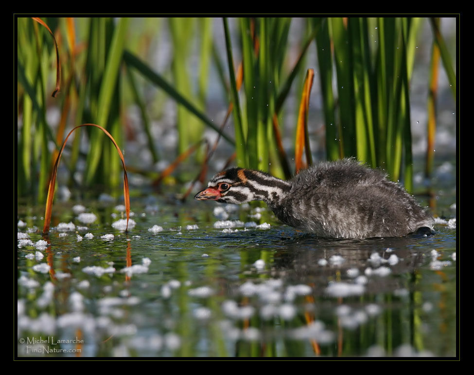 Pied-billed Grebejuvenile