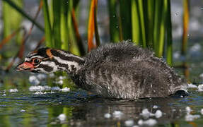 Pied-billed Grebe