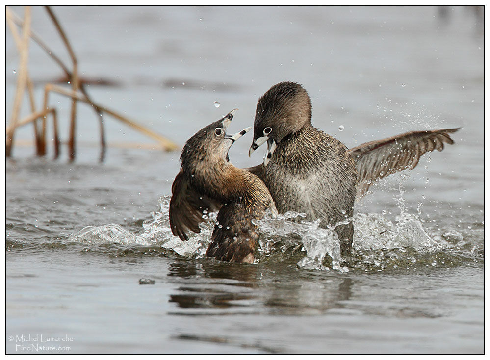 Pied-billed Grebe